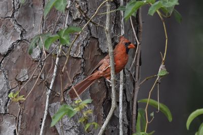 Northern Cardinal, 2021-08-24 &mdash; Leon County, FL