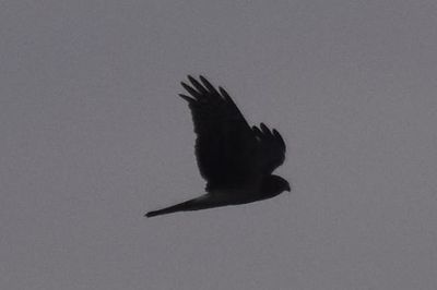 Northern Harrier, 2021-12-12 &mdash; Wakulla County, FL