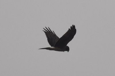 Northern Harrier, 2021-12-11 &mdash; Wakulla County, FL