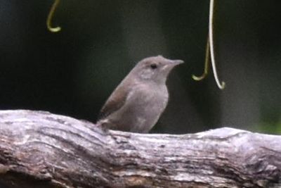 Northern House Wren, 2021-08-12 &mdash; Henderson County, NC