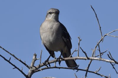 Northern Mockingbird, 2022-12-29 &mdash; Wakulla County, FL