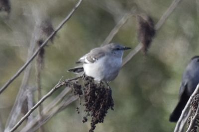 Northern Mockingbird, 2022-02-05 &mdash; Leon County, FL