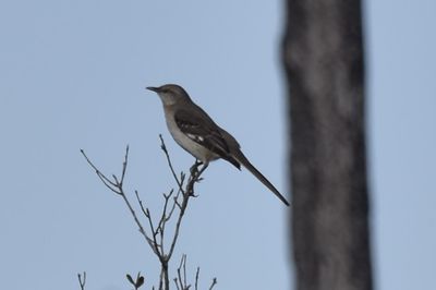 Northern Mockingbird, 2022-01-02 &mdash; Broward County, FL