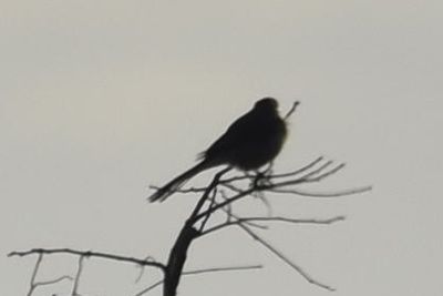 Northern Mockingbird, 2021-12-12 &mdash; Wakulla County, FL