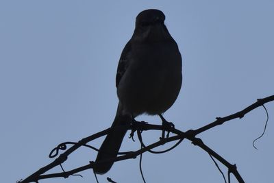 Northern Mockingbird, 2021-11-13 &mdash; Wakulla County, FL