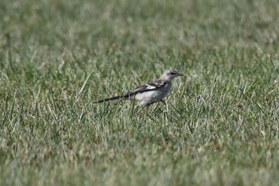 Northern Mockingbird, 2021-08-13 &mdash; Henderson County, NC