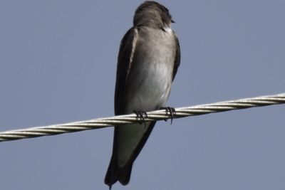 Northern Rough-winged Swallow, 2021-09-11 &mdash; Leon County, FL