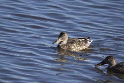 Northern Shoveler, 2022-12-29 &mdash; Wakulla County, FL