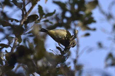 Orange-crowned Warbler, 2021-12-17 &mdash; Broward County, FL