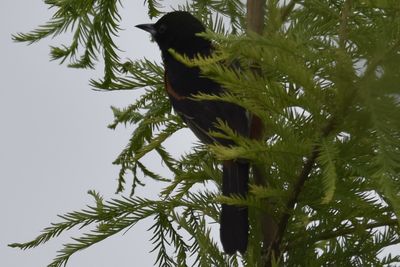 Orchard Oriole, 2022-05-22 &mdash; Leon County, FL