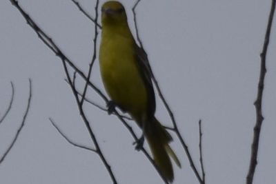 Orchard Oriole, 2021-08-28 &mdash; Leon County, FL