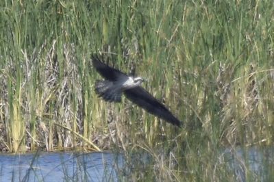 Osprey, 2023-05-04 &mdash; Wakulla County, FL