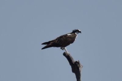 Osprey, 2022-12-29 &mdash; Wakulla County, FL