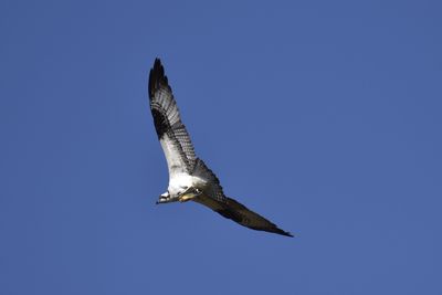 Osprey, 2022-03-17 &mdash; Leon County, FL