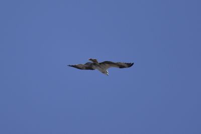 Osprey, 2022-02-19 &mdash; Wakulla County, FL