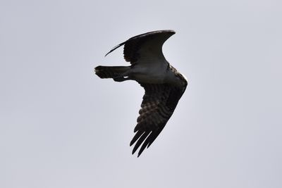 Osprey, 2022-01-02 &mdash; Broward County, FL