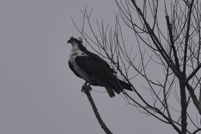 Osprey, 2021-12-10 &mdash; Leon County, FL