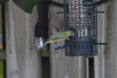 Painted Bunting, 2021-12-14 &mdash; Broward County, FL