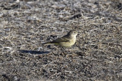 Palm Warbler, 2022-12-29 &mdash; Wakulla County, FL