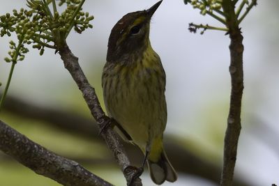 Palm Warbler, 2022-05-07 &mdash; Broward County, FL