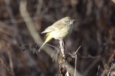 Palm Warbler, 2022-02-05 &mdash; Leon County, FL
