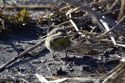 Palm Warbler, 2022-01-29 &mdash; Leon County, FL