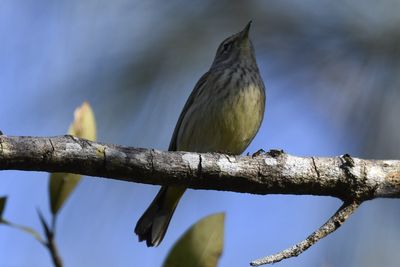 Palm Warbler, 2021-12-29 &mdash; Broward County, FL