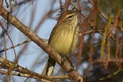 Palm Warbler, 2021-12-28 &mdash; Broward County, FL