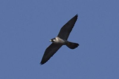 Peregrine Falcon, 2023-05-04 &mdash; Wakulla County, FL