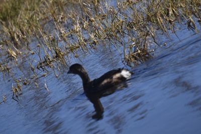 Pied-billed Grebe, 2022-12-29 &mdash; Wakulla County, FL