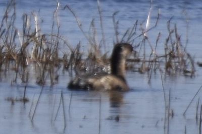 Pied-billed Grebe, 2022-02-19 &mdash; Wakulla County, FL
