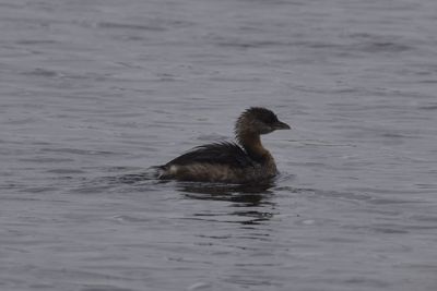 Pied-billed Grebe, 2021-12-11 &mdash; Wakulla County, FL