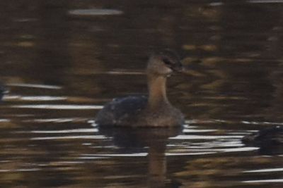 Pied-billed Grebe, 2021-12-03 &mdash; Leon County, FL