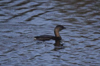 Pied-billed Grebe, 2021-11-13 &mdash; Wakulla County, FL