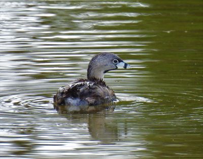Pied-billed Grebe, 2021-07-17 &mdash; Palm Beach County, FL