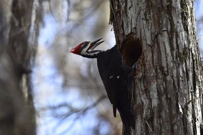 Pileated Woodpecker, 2022-01-02 &mdash; Broward County, FL