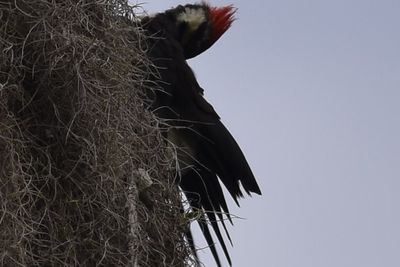 Pileated Woodpecker, 2021-09-18 &mdash; Leon County, FL