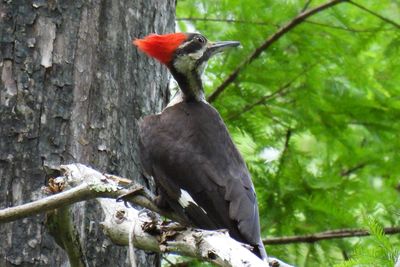 Pileated Woodpecker, 2021-06-06 &mdash; Collier County, FL