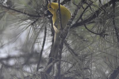 Pine Warbler, 2021-09-18 &mdash; Leon County, FL
