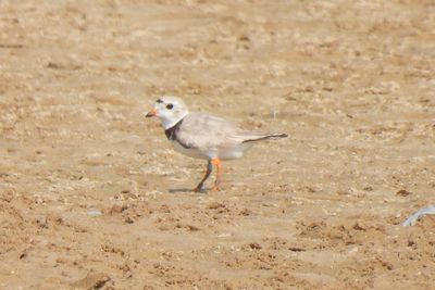 Piping Plover, 2021-07-04 &mdash; Cook County, IL