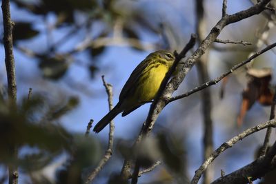 Prairie Warbler, 2021-12-17 &mdash; Broward County, FL