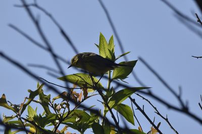 Prairie Warbler, 2021-09-25 &mdash; Leon County, FL
