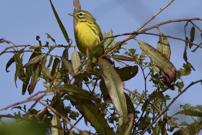 Prairie Warbler, 2021-09-11 &mdash; Leon County, FL