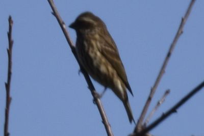 Purple Finch
