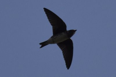 Purple Martin, 2021-09-11 &mdash; Leon County, FL