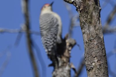 Red-bellied Woodpecker, 2026-10-18 &mdash; DuPage County, IL