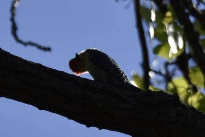 Red-bellied Woodpecker, 2025-05-26 &mdash; Washtenaw County, MI