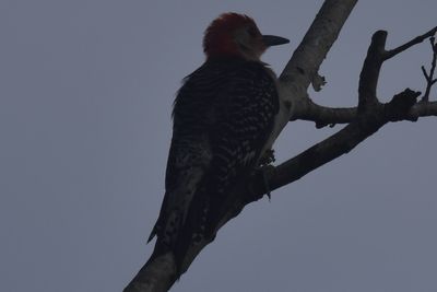 Red-bellied Woodpecker, 2022-07-04 &mdash; Leon County, FL
