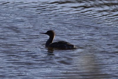 Red-breasted Merganser, 2022-02-19 &mdash; Wakulla County, FL