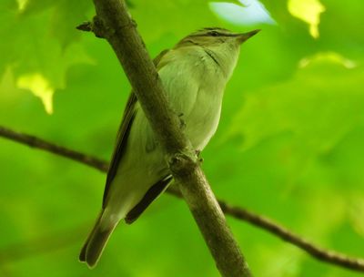 Red-eyed Vireo, 2021-07-08 &mdash; Alger County, MI